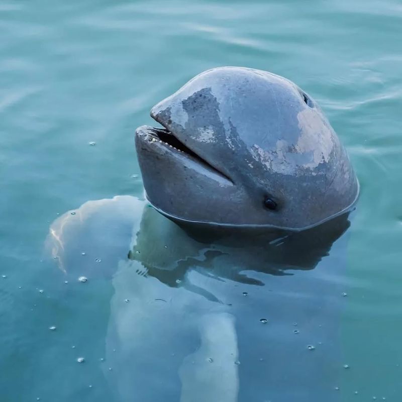 The Irrawaddy Dolphin