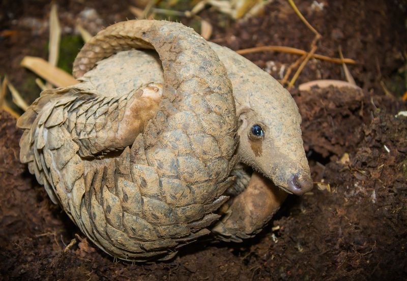 The Sunda Pangolin