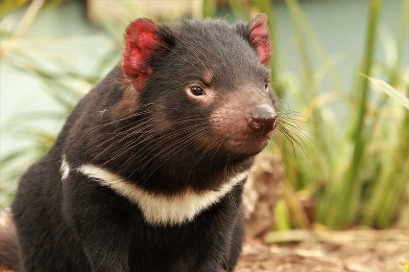 The Tasmanian Devil