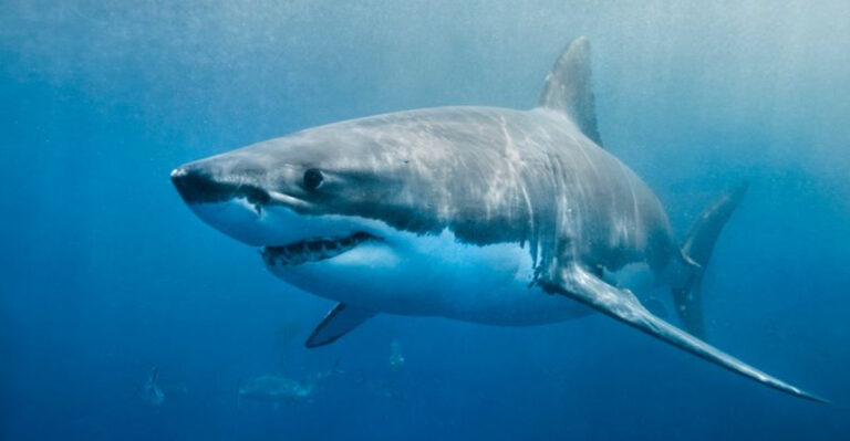 The Top 21 Countries With The Most Fatal Shark Attacks