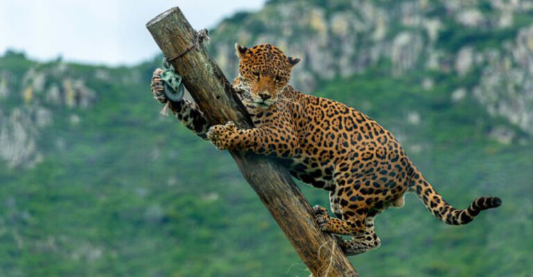 The Vital Role Of Big Cats In Biodiversity Hotspots