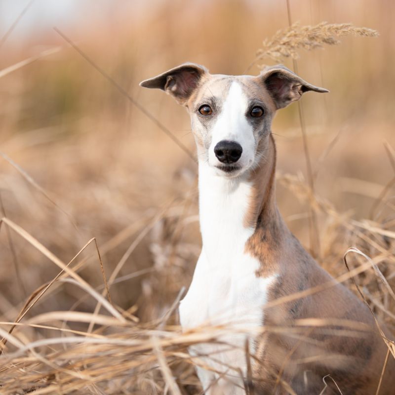 The Whippet