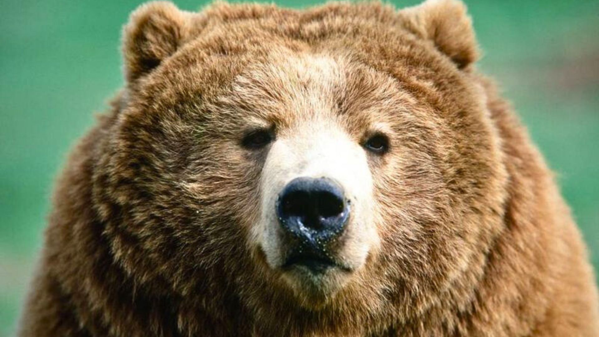 The World’s Largest Bear Stands 5 Feet Tall – Without Even Rising On Hind Legs!