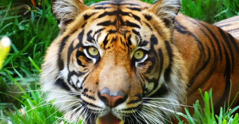 The World’s Rarest: 15 Amazing Facts About The Sumatran Tiger