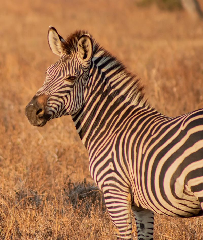 The Zebra’s Ancestors