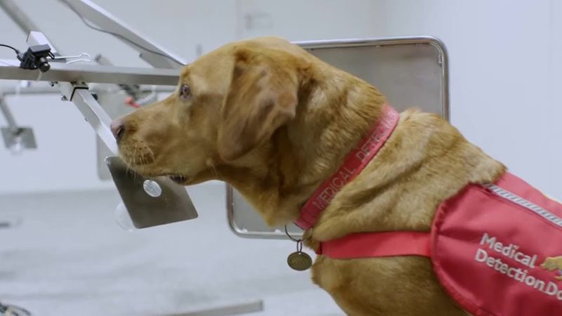 Dogs Detecting Cancer