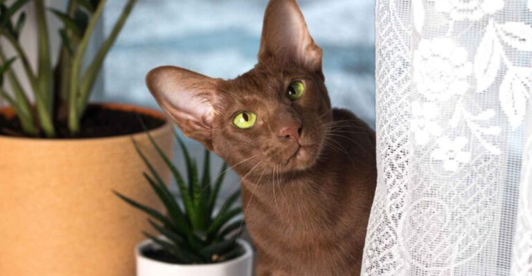 These 11 Cat Breeds Take Curiosity To A Whole New Level