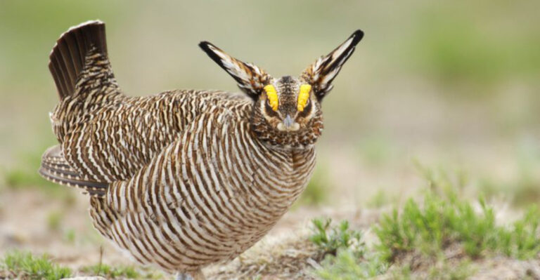 These 12 Animals In Kansas Are On The Brink Of Extinction