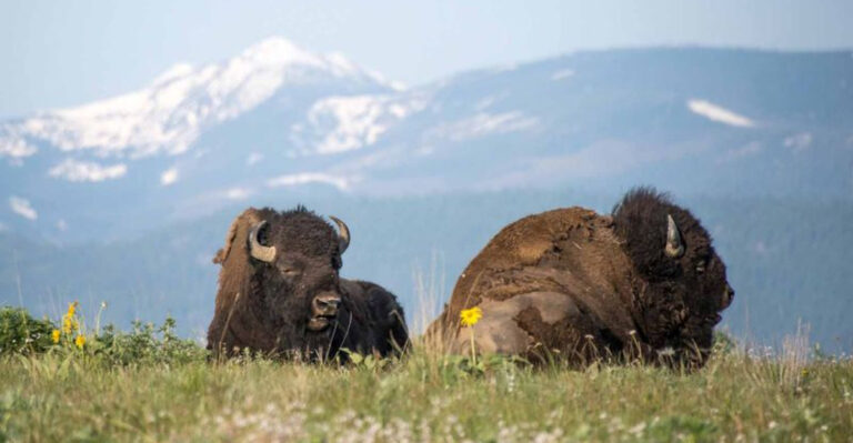 These 6 States Are Home To Great Herds Of Bison Roaming Free