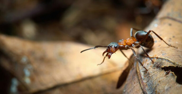 These Ants Are Protecting Our Forests — Here’s How They Do It