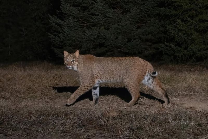 Largest Bobcat In Wisconsin