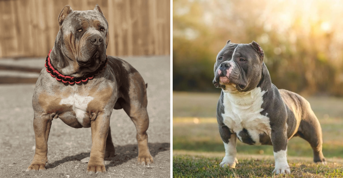 These Are The Biggest Pit Bull Breeds