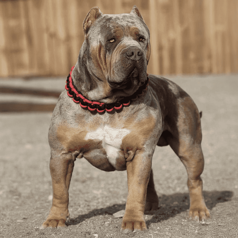 XL American Bully