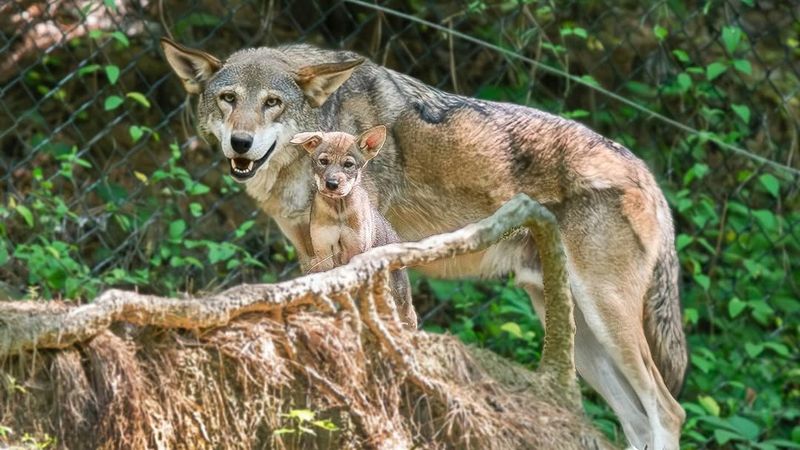 The Red Wolf Was Once Declared Extinct