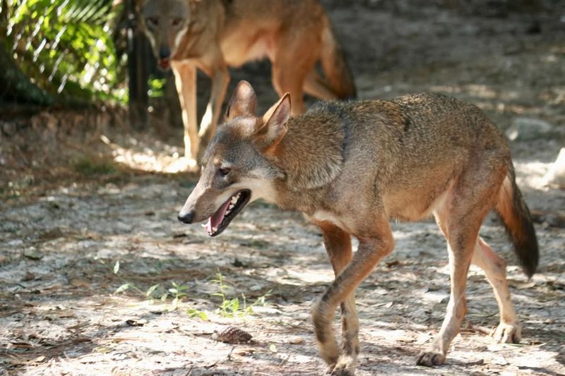 They Are Smaller Than The Gray Wolf