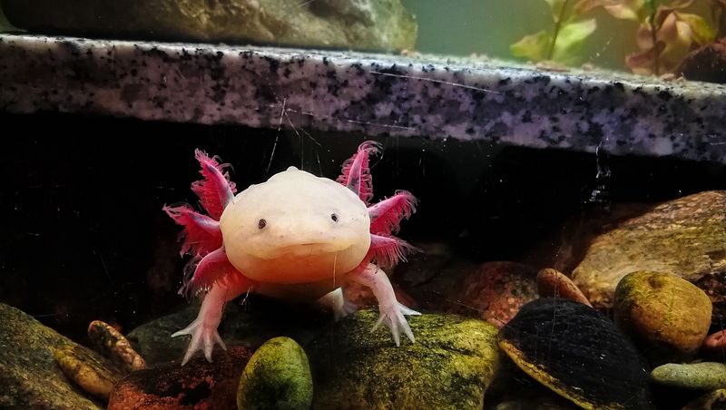 They Have Tiny, Lidless Eyes
