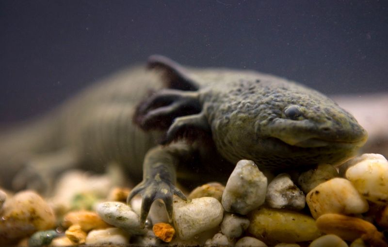They’re Critically Endangered In The Wild