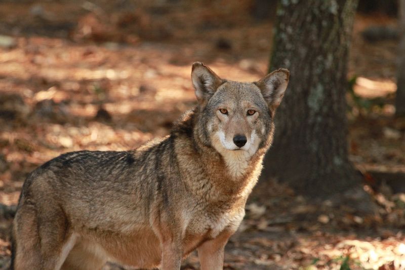 Red Wolves Are Shy And Avoid Humans