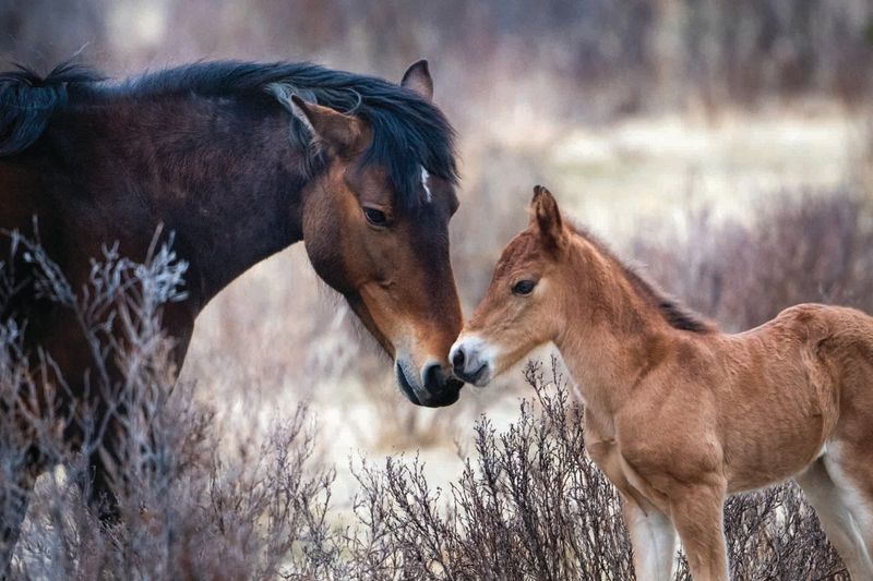 Intuitive Breeding Patterns