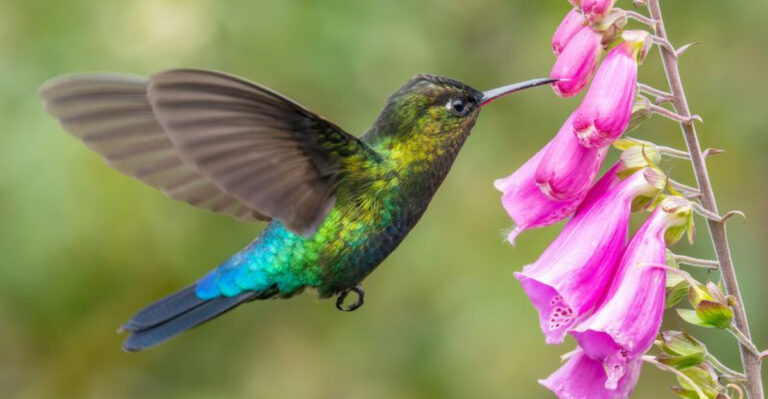 Things You’re Doing That Scare Hummingbirds Away