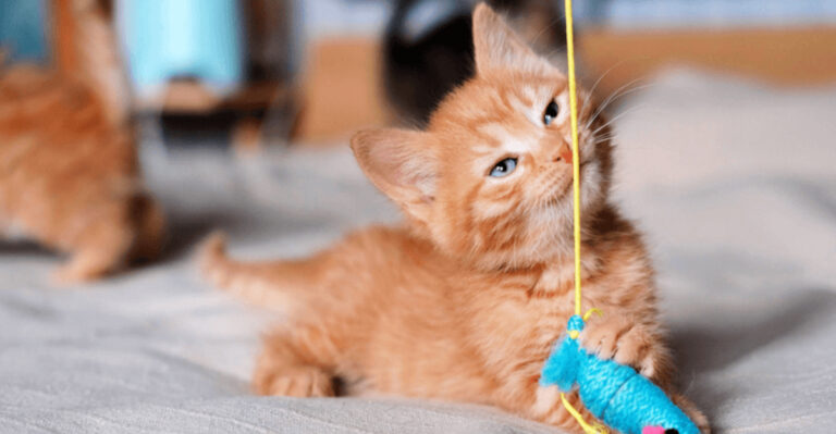 Thinking Of Adopting A Kitten? Don’t Make These 10 Mistakes