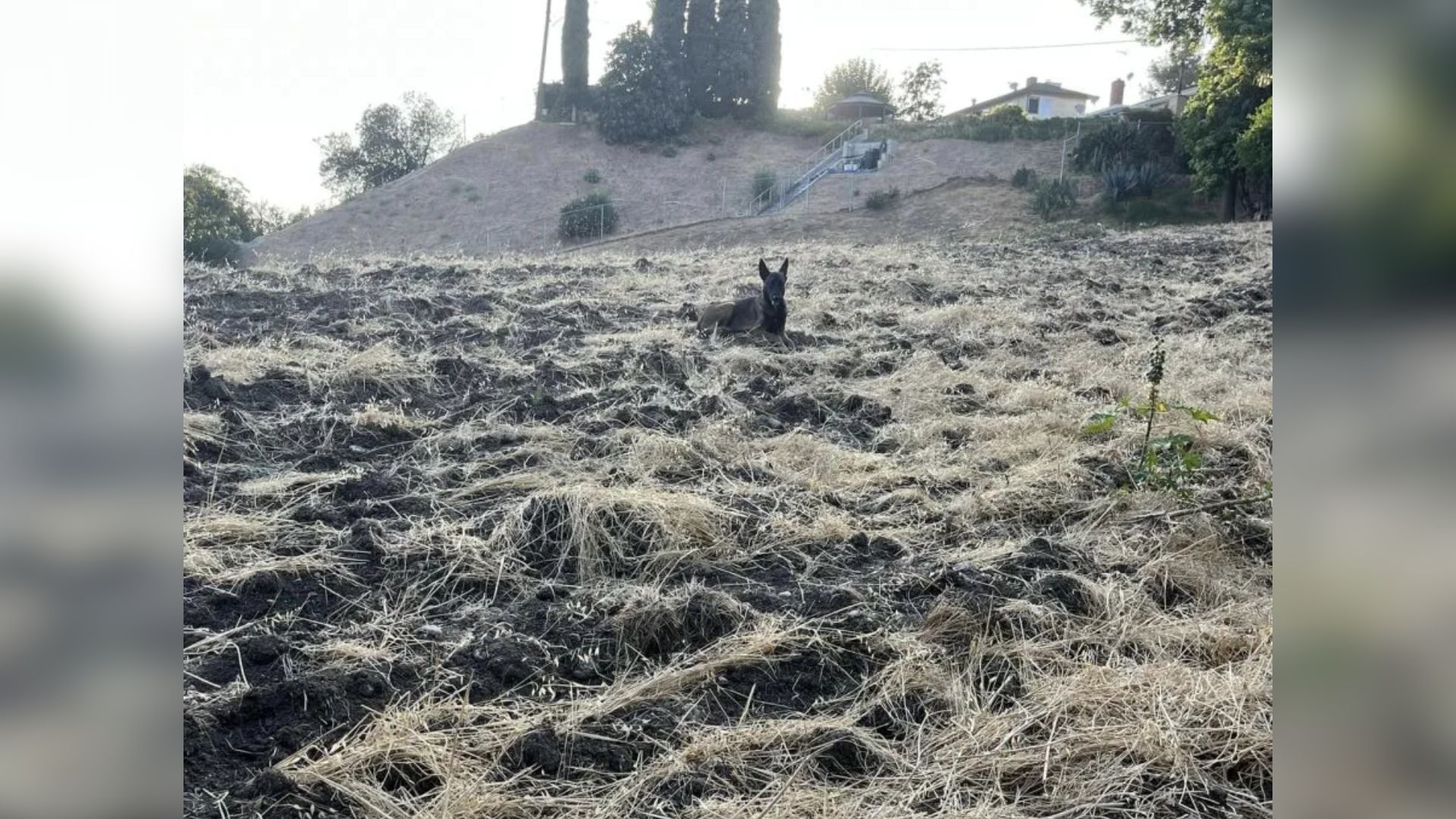 dog on hillside