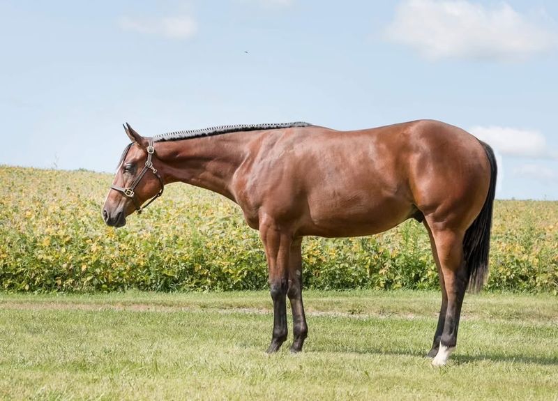 American Quarter Horse