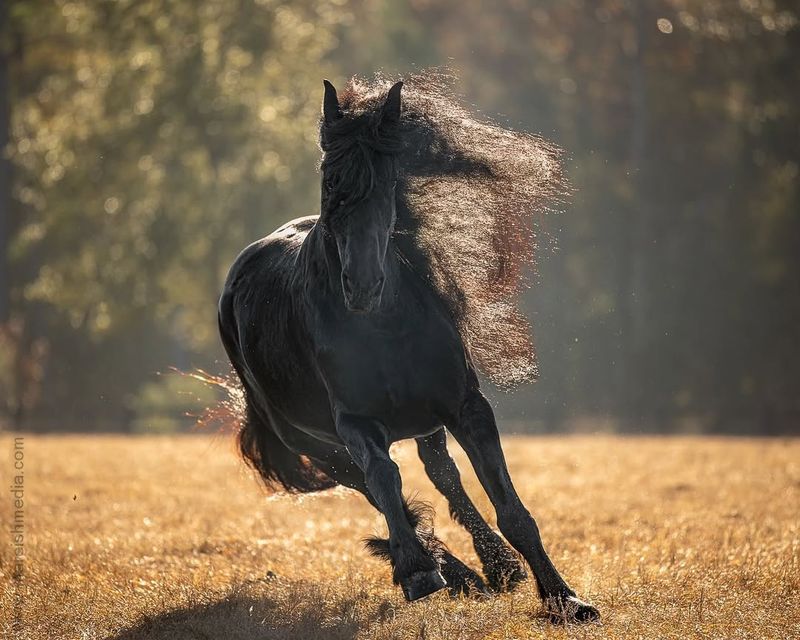 Friesian - The Black Pearl