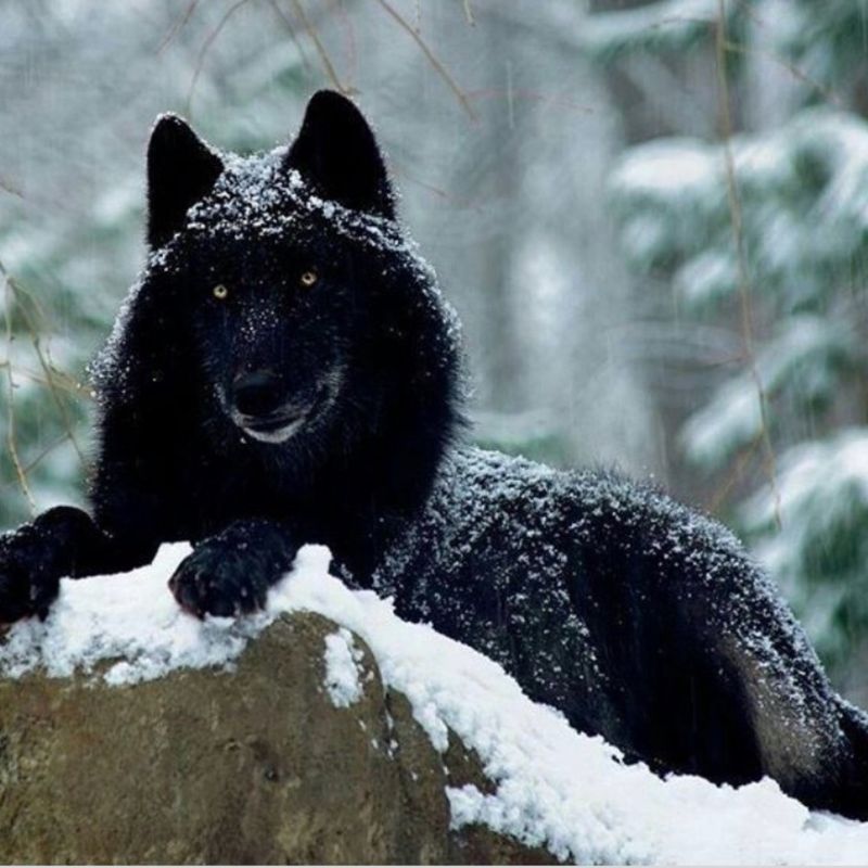 Threats And Conservation