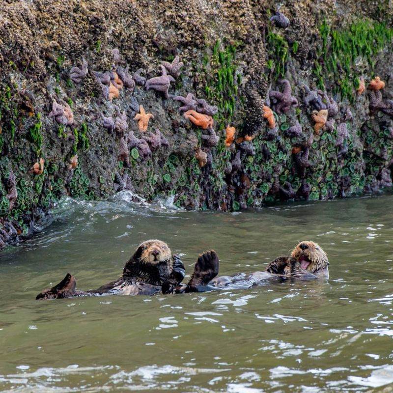 Threats From Pollution And Oil Spills
