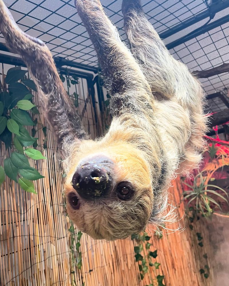 Three-Toed And Two-Toed Sloths