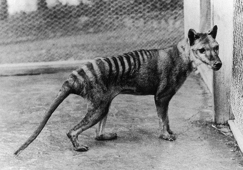 Thylacine