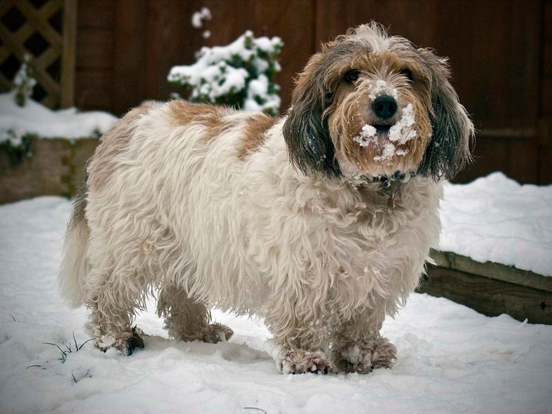 Petit Basset Griffon Vendéen