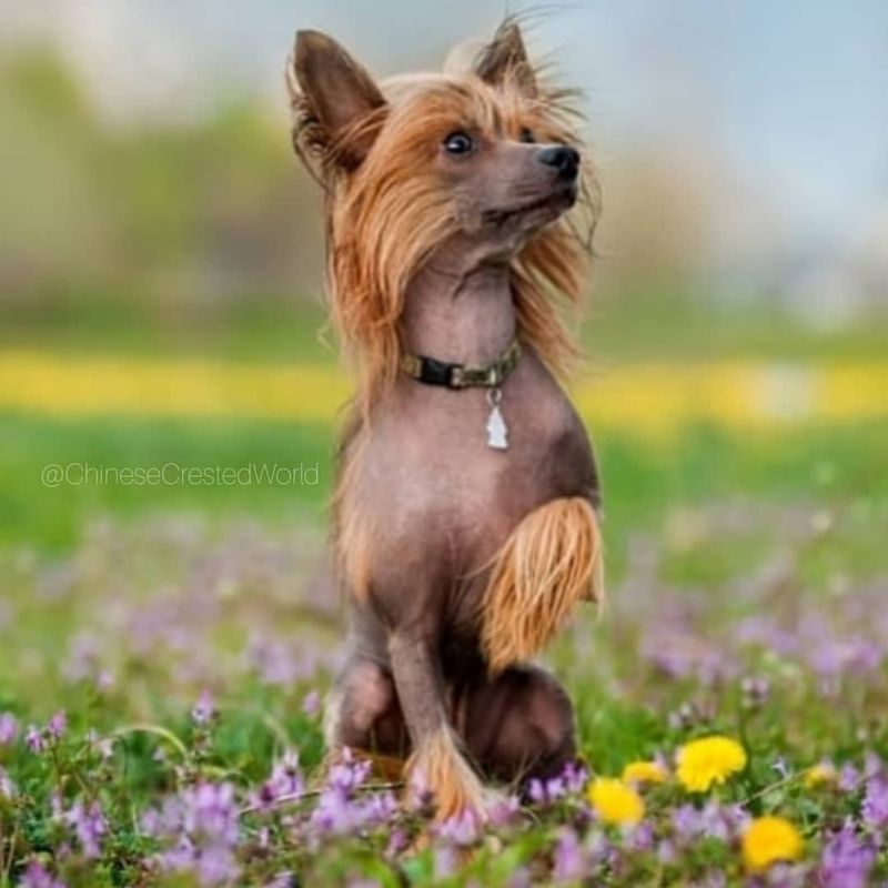 Chinese Crested