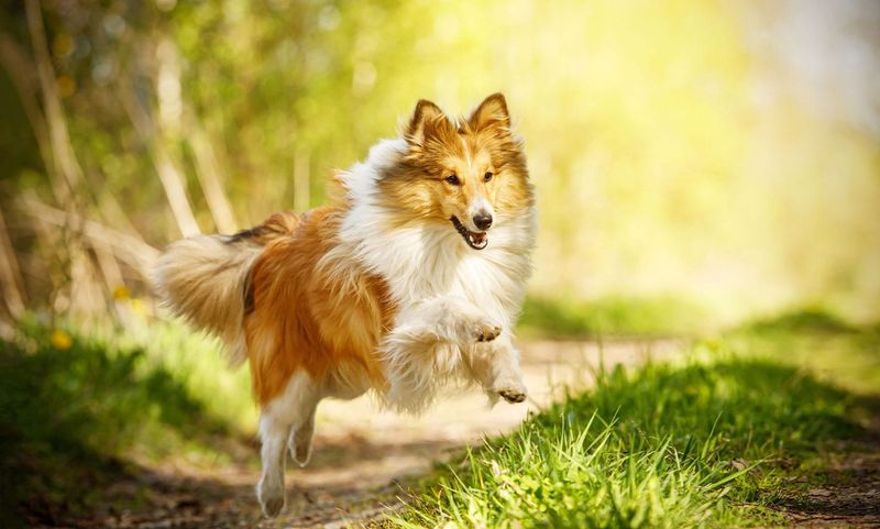 Sheltie (Shetland Sheepdog)