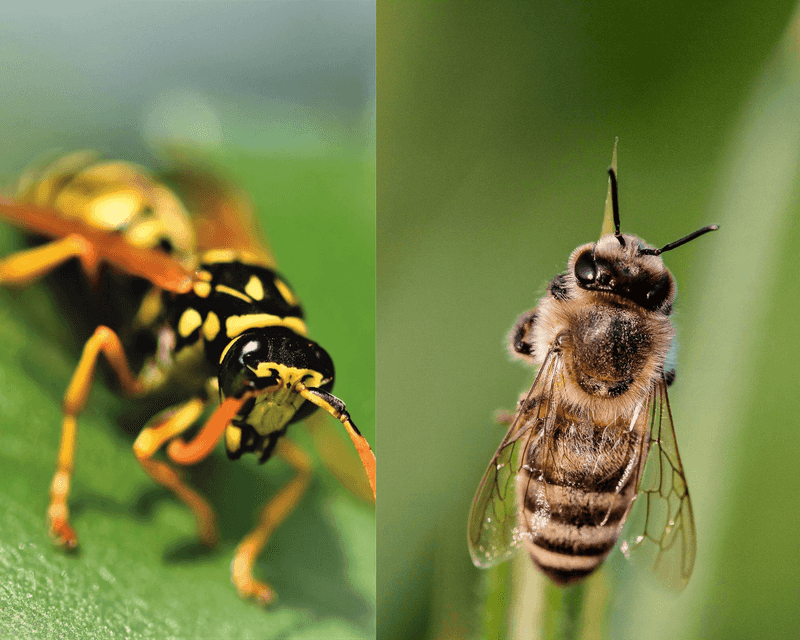 Bees And Wasps