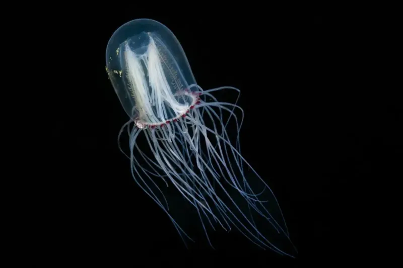 Box Jellyfish