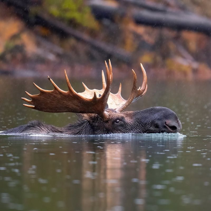 Moose