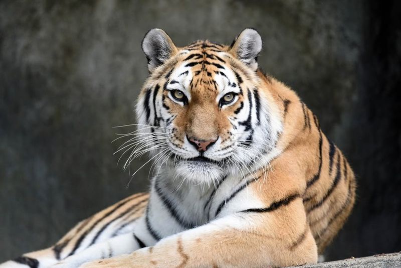 Tigers