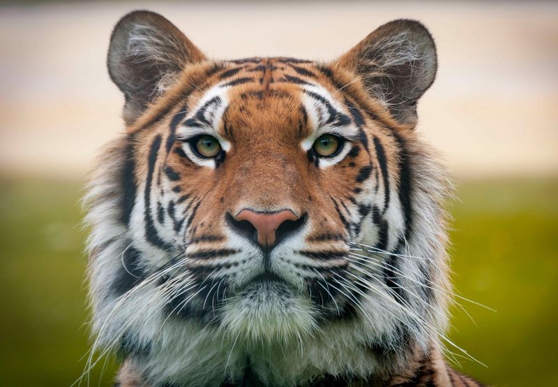 Tigers