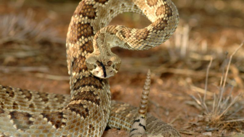 Mojave Rattlesnake