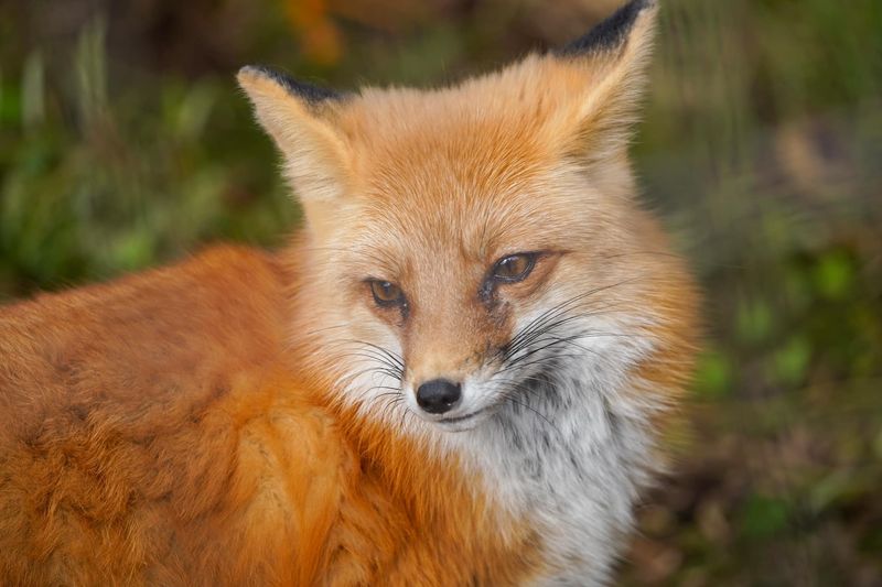 Red Fox