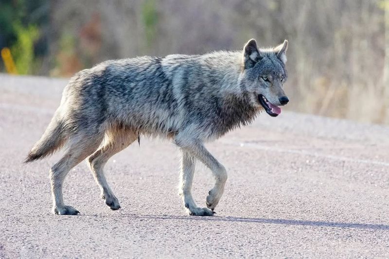 Timber Wolf