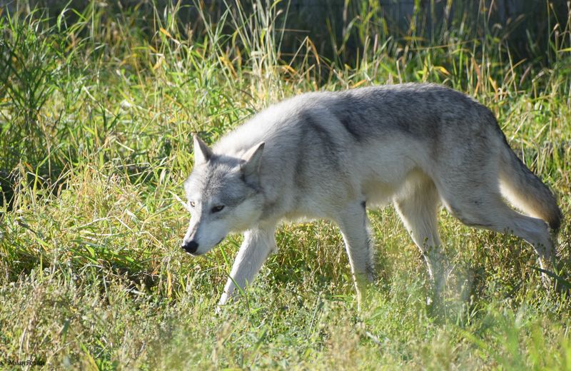 Alaskan Interior Wolf 