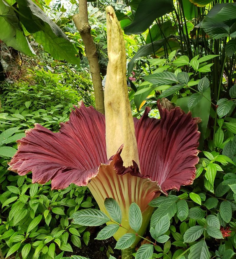 Titan Arum