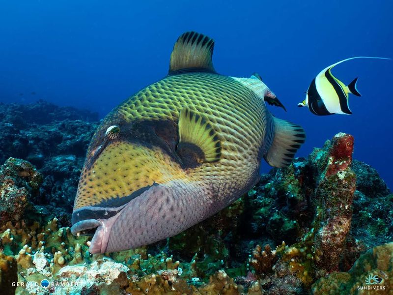 Titan Triggerfish