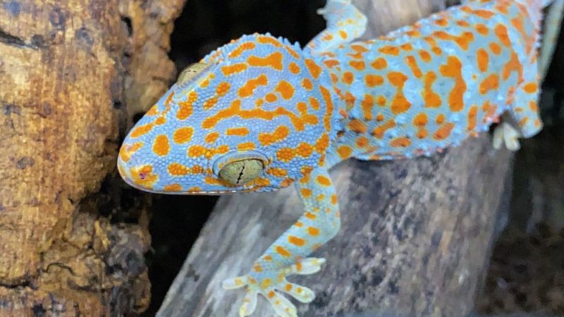 Tokay Gecko