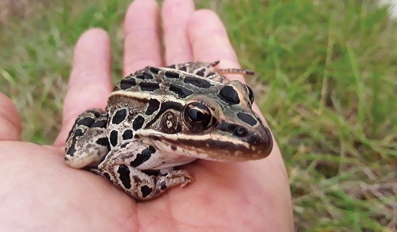 Leopard Frog