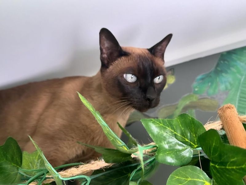 Tonkinese