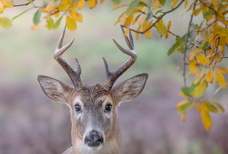 Tool Use By Deer